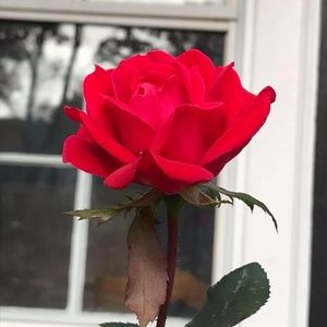 Meet your Posher, Ann